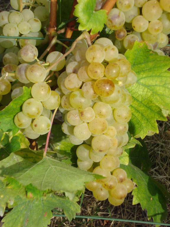 Agriturismo Cascina L'Arche Santo Stefano Belbo Εξωτερικό φωτογραφία