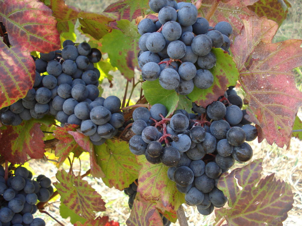 Agriturismo Cascina L'Arche Santo Stefano Belbo Εξωτερικό φωτογραφία